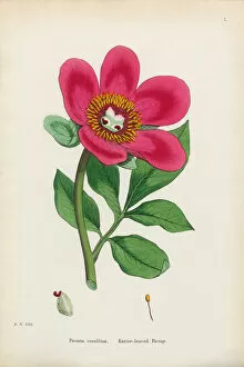 Images Dated 11th January 2017: Entire-leaved Peony, Paeonia corallina, Victorian Botanical Illustration, 1863
