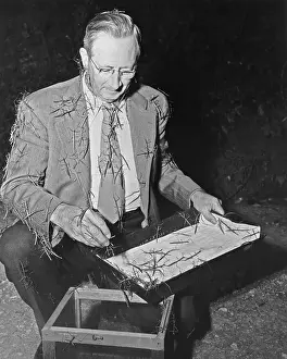 Entomology Prints: Entomologist Collecting Walking Sticks