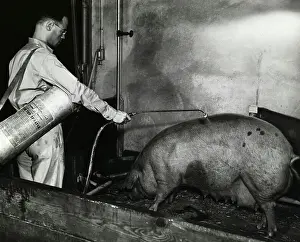 Entomologist Spraying Water on Pigs