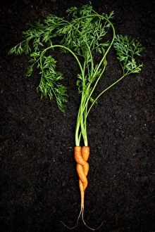 Intertwined Collection: Entwined carrots