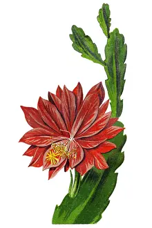 Epiphyllum anguliger, commonly known as the fishbone cactus or zig zag cactus