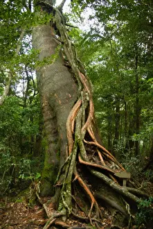 Kyushu Prints: Epiphyte growing on Japanese cedar tree, Yakushima