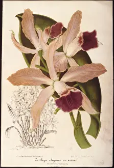 Epiphytic Orchids