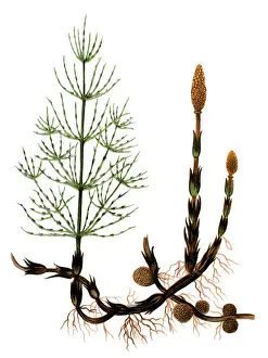 Equisetum arvense, the field horsetail or common horsetail