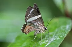 Erateina moth -Erateina sp.-, Tandayapa region, Andean cloud forest, Ecuador, South America