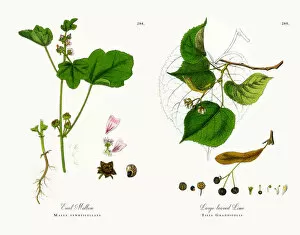 Images Dated 1st December 2017: Erect Mallow, Malva vewrticellata, Victorian Botanical Illustration, 1863
