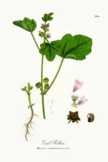 Images Dated 11th October 2017: Erect Mallow, Malva vewrticellata, Victorian Botanical Illustration, 1863