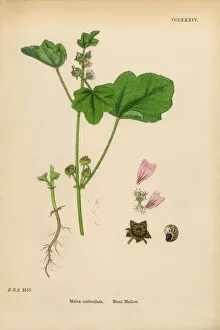 Images Dated 11th March 2017: Erect Mallow, Malva vewrticellata, Victorian Botanical Illustration, 1863