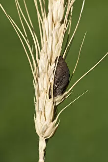 Images Dated 25th July 2014: Ergot -Claviceps purpurea-, Burgenland, Austria