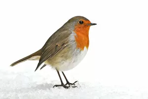 Images Dated 23rd December 2012: Robin
