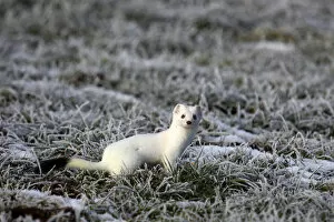 Images Dated 26th January 2012: Ermine -Mustela erminea- in its winter coat on a hoarfrost-covered meadow, Allgaeu, Bavaria