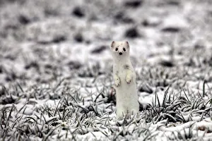 Images Dated 24th January 2012: Ermine -Mustela erminea- in its winter coat on a hoarfrost-covered meadow, Allgaeu, Bavaria