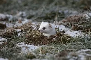 Images Dated 17th January 2012: Ermine -Mustela erminea- in its winter coat, peering out of a burrow, Allgaeu, Bavaria, Germany