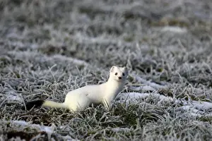 Caniformia Prints: Ermine -Mustela erminea- in its winter coat on a hoarfrost-covered meadow