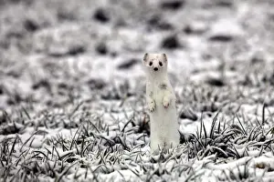 Caniformia Prints: Ermine -Mustela erminea- in its winter coat on a hoarfrost-covered meadow