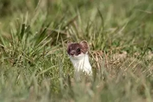 Ermine, short-tailed weasel -Mustela erminea-, with summer coat, looking out of its den, Allgaeu, Bavaria, Germany