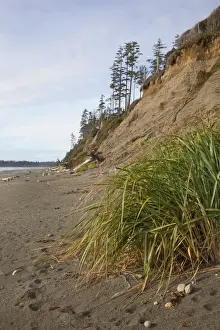 Eroding Prints: The Eroding Sand Cliffs At Florencia Bay In Pacific Rim National Park Near Tofino