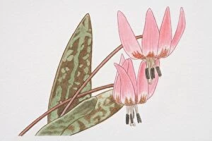 Plant Stem Gallery: Erythronium, Dog s-tooth Violet flowerheads