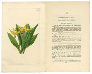 Images Dated 20th September 2016: Erythronium Grandiflorum Victorian Botanical Illustration, American Dogas Tooth Violet, 1835