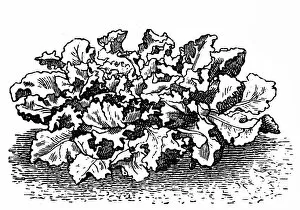 Images Dated 3rd October 2016: Escarole endive (frisee lettuce)