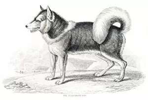 Images Dated 10th June 2015: Eskimo dog engraving 1840