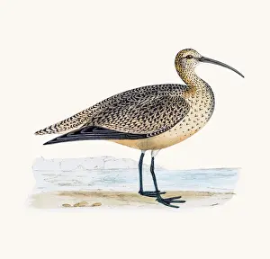 Esquimaux Curlew wader shoreline bird