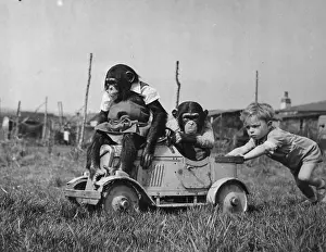 Essex Chimps