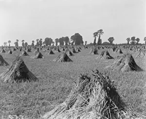 August Prints: Essex Cornfield