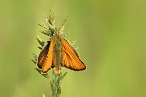 Essex Skipper or European Skipper -Thymelicus lineola-, Zug, Switzerland, Europe