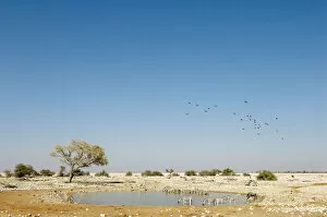 Horizon Over Land Collection: Etosha National Park, Field, Generic Location, Horizon Over Land, Horizontal, Landscape