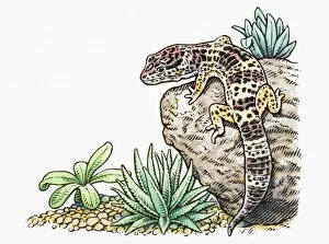 Desert Gallery: Eublepharis macularius, Leopard Gecko climbing rock, rear view