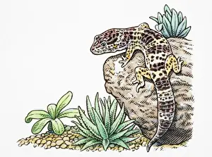 Desert Prints: Eublepharis macularius, Leopard Gecko climbing rock, rear view