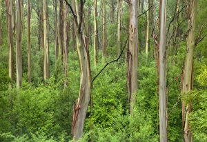Growth Gallery: eucalypts rainforest, Great Otway N.P. Australia