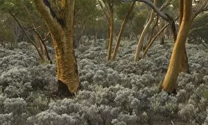 Tree Trunk Gallery: Eucalyptus salubris trees, Australia