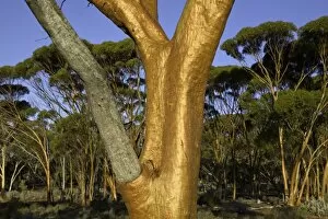 Grove Collection: Eucalyptus salubris trees in evening, Australia