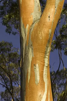 Tree Trunk Gallery: Eucalyptus tree, Australia