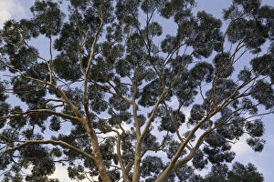 Images Dated 31st May 2010: Eucalyptus tree trunk canopy, evening, Australia