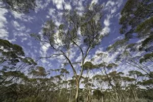 Eucalyptus trees and dramatic clouds, Australia