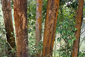 Images Dated 24th February 2012: Eucalyptus trees, also gum trees -Eucalyptus-, Uganda, Africa