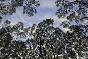 Images Dated 19th May 2010: Eucalyptus trees against morning clouds, Australia