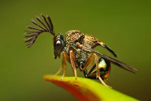 Images Dated 2nd February 2012: Eucharitid wasps