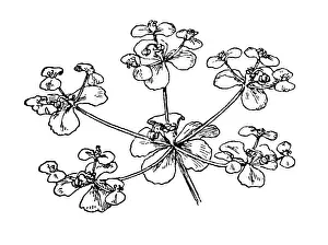 Euphorbiaceae Prints: Euphorbia