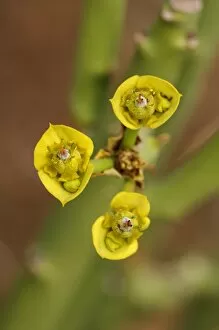 Images Dated 26th October 2010: Euphorbia dregeana, Goegap Nature Reserve, Namaqualand, South Africa