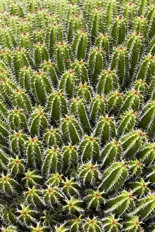 Euphorbia echinus, spurge species, native to Morocco