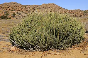 Euphorbia Prints: Euphorbia mauretanica in habitat, Goegap Nature Reserve, Namaqualand, South Africa, Africa