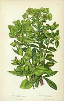 Herbal Medicine Gallery: Euphorbia, Spurge, Caper Spurge, Wood Spurge, Capers, Victorian Botanical Illustration