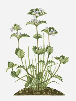 Euphrasia (Eyebright) with small white flowers and green leaves on tall stems