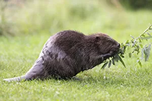 Images Dated 12th August 2014: Eurasian Beaver -Castor fiber- feeding on a willow branch, Tyrol, Austria