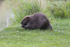 Beaver Prints: Eurasian Beaver -Castor fiber- feeding on a willow branch, Tyrol, Austria