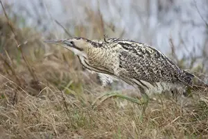 Eurasian Bittern or Great Bittern -Botaurus stellaris-, Burgenland, Austria